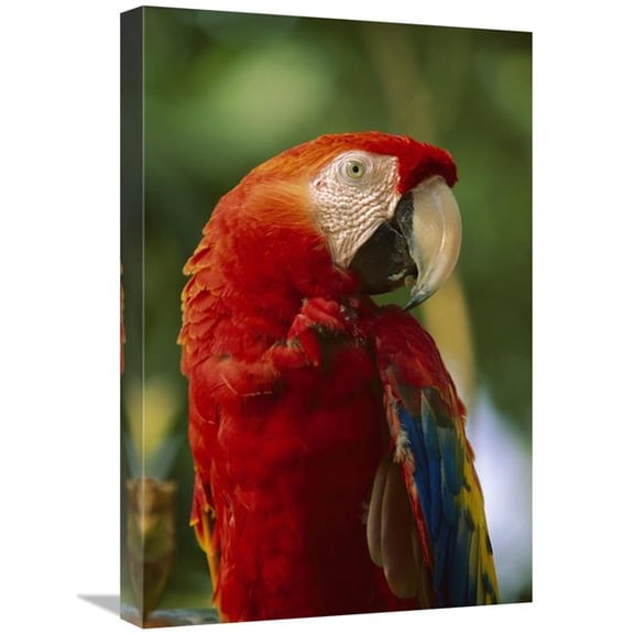 16 x 24 in. Scarlet Macaw, Native to Central & South America Art Print - Tim Fitzharris