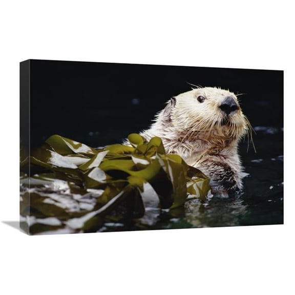 16 x 24 in. Sea Otter Portrait in Kelp, Pacific Coast, North America Art Print - Gerry Ellis