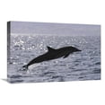 thumbnail image 1 of 16 x 24 in. Short-Beaked Common Dolphin Leaping, Sea of Cortez, Baja, Mexico Art Print - Hiroya Minakuchi, 1 of 1