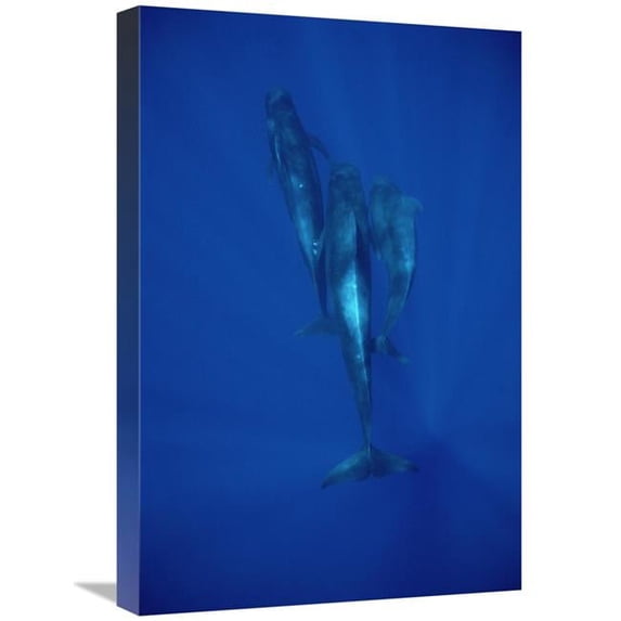 16 x 24 in. Short-Finned Pilot Whale Trio Underwater, Hawaii Art Print - Flip Nicklin