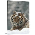 thumbnail image 1 of 16 x 24 in. Siberian Tiger Portrait in Light Snowfall, Siberian Tiger Park, China Art Print - Konrad Wothe, 1 of 1