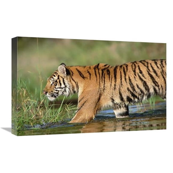 16 x 24 in. Siberian Tiger Walking Through A Shallow River Art Print - Tim Fitzharris