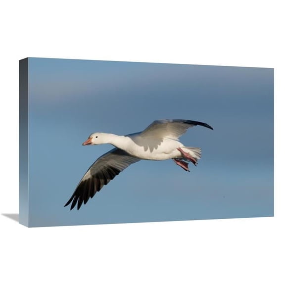 16 x 24 in. Snow Goose Flying, Bosque Del Apache National Wildlife Refuge, New Mexico Art Print - Steve Gettle