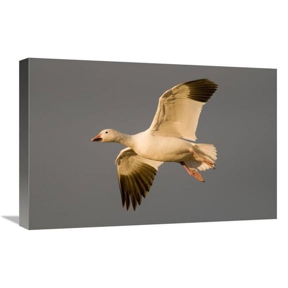 16 x 24 in. Snow Goose Flying, Bosque Del Apache National Wildlife Refuge, New Mexico Art Print - Steve Gettle