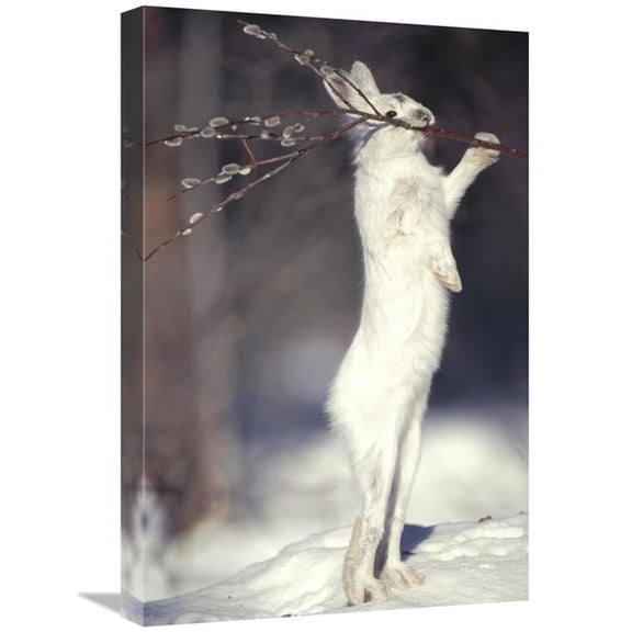 16 x 24 in. Snowshoe Hare Feeding on Pussy Willow in the Winter, Alaska Art Print - Michael Quinton