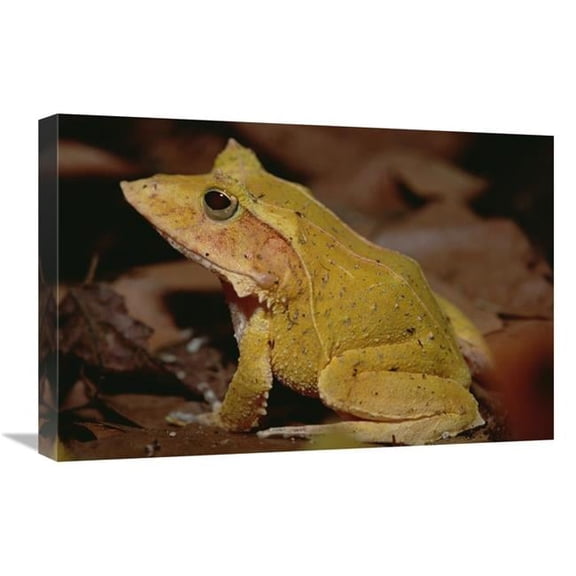 16 x 24 in. Solomon Island Leaf Frog, Woodland Park Zoo, Washington Art Print - Gerry Ellis