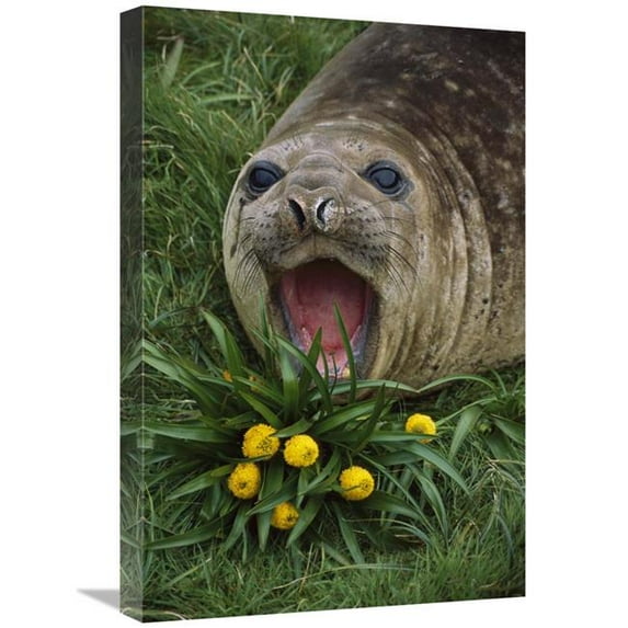 16 x 24 in. Southern Elephant Seal Yearling Calling, Campbell Island, New Zealand Art Print - Tui De Roy