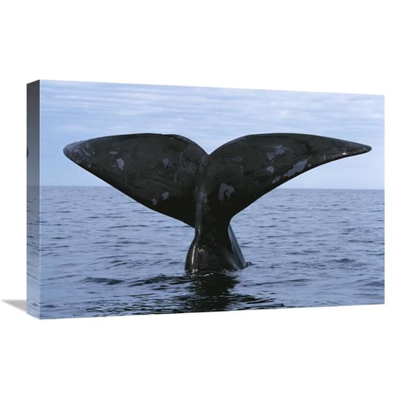 16 x 24 in. Southern Right Whale Diving, Valdes Peninsula, Argentina Art Print - Hiroya Minakuchi