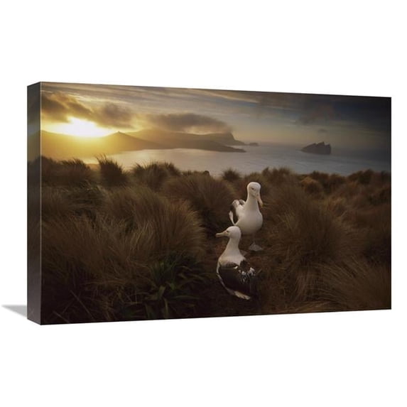 16 x 24 in. Southern Royal Albatross Pair Courting At Sunset, Campbell Island, New Zealand Art Print - Tui De Roy