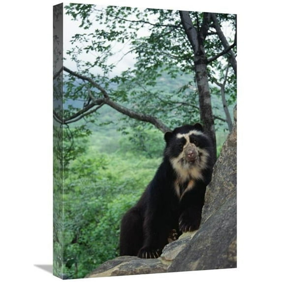 16 x 24 in. Spectacled Bear, Cerro Chaparri, Peru Art Print - Tui De Roy