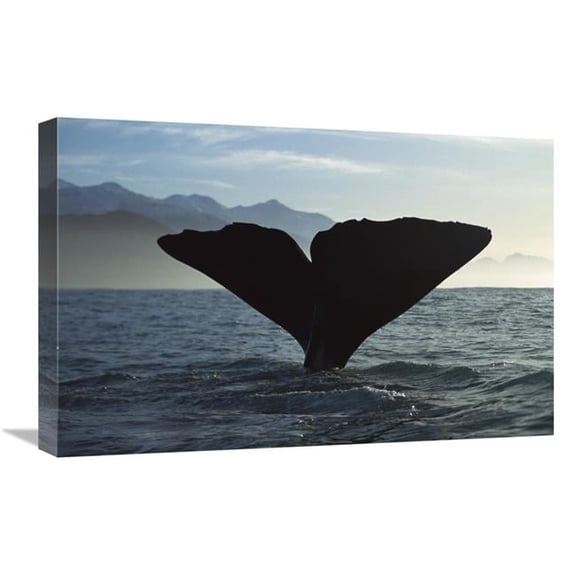 16 x 24 in. Sperm Whale Diving, New Zealand Art Print - Flip Nicklin