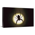 thumbnail image 1 of 16 x 24 in. Spider Silhouetted in Its Web, Native to Europe Art Print - Heidi & Hans-Jurgen Koch, 1 of 1