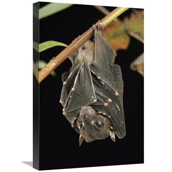 16 x 24 in. Spotted-Winged Fruit Bat Roosting, Bukit Sarang Conservation Area, Bintulu, Borneo, Malaysia Art Print - Chien Lee