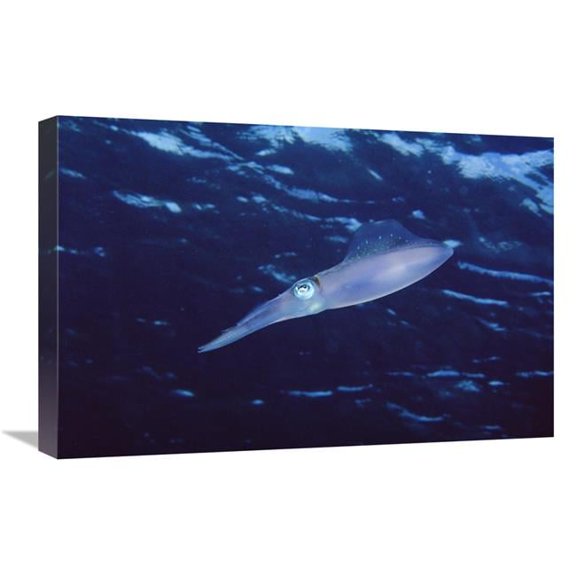 16 x 24 in. Squid Portrait, Bonaire, Netherland Antilles Art Print - Flip Nicklin