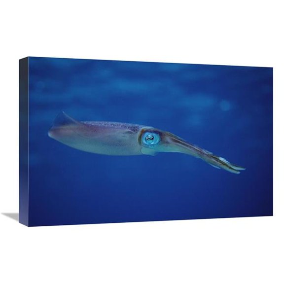 16 x 24 in. Squid Portrait, Bonaire, Netherland Antilles Art Print - Flip Nicklin