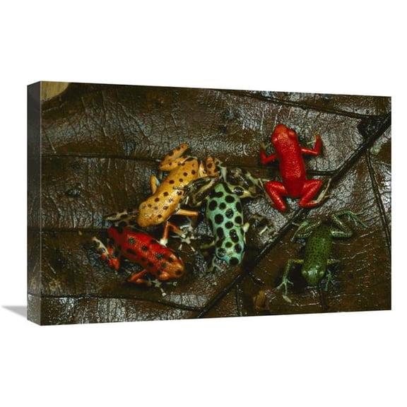 16 x 24 in. Strawberry Poison Dart Frog Color Variations, Bocas Del Toro, Panama Art Print - Mark Moffett