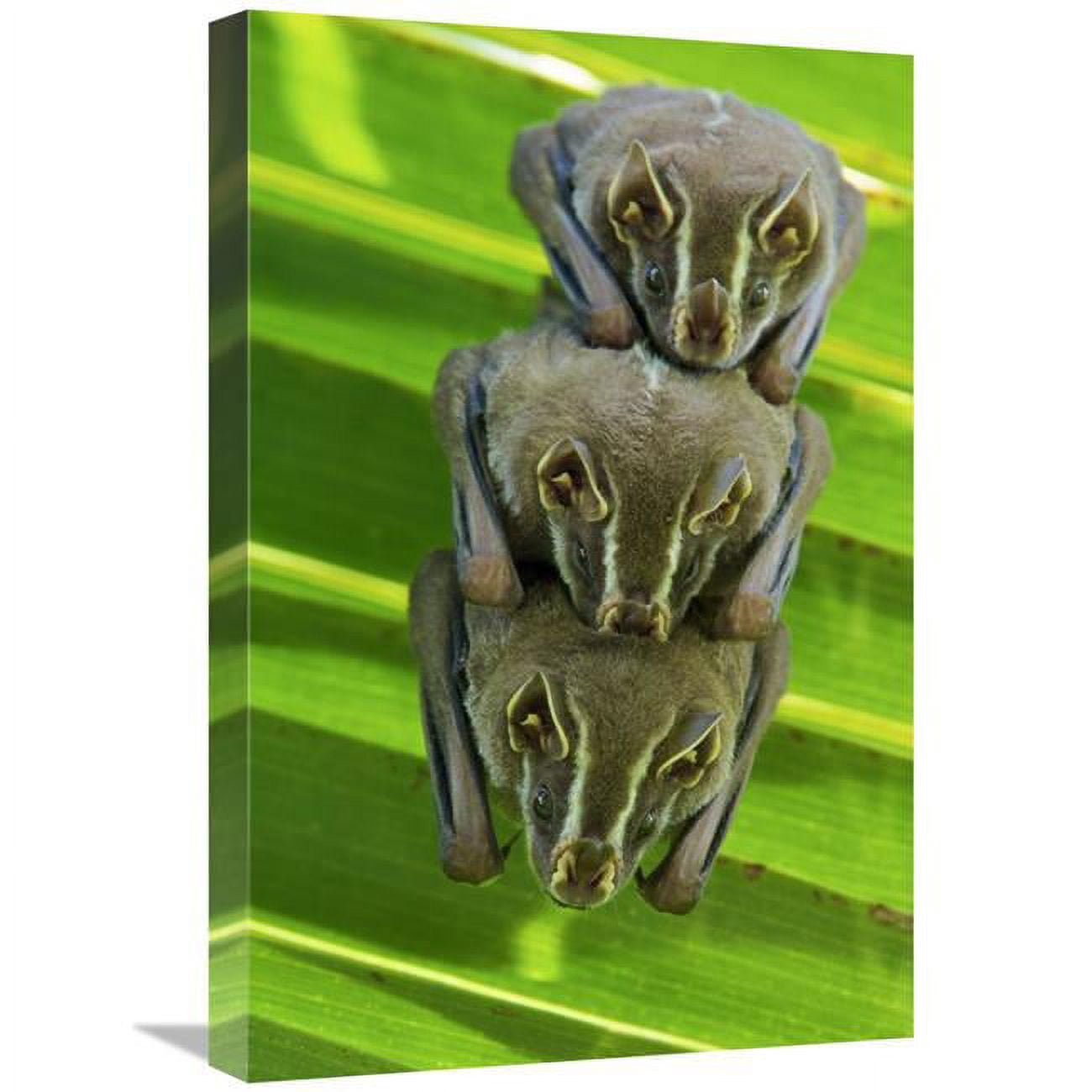 16 x 24 in. Striped YellowEared Bat Trio Roosting in Palm Tree, Panama Art Print James
