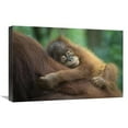 thumbnail image 1 of 16 x 24 in. Sumatran Orangutan Two & A Half Year Old Baby Sleeping on Mother, North Sumatra, Indonesia Art Print - Suzi Eszterhas, 1 of 1