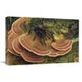 thumbnail image 1 of 16 x 24 in. Tarantula Large Female Wandering Over Bracket Fungus, North Sulawesi, Indonesia Art Print - Mark Jones, 1 of 1