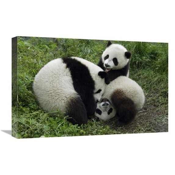 16 x 24 in. Three Young Pandas Playing, Wolong Nature Reserve, China Art Print - Katherine Feng