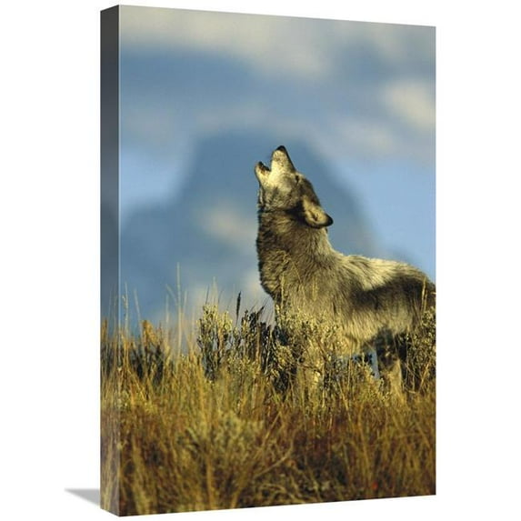 16 x 24 in. Timber Wolf Adult Howling, Teton Valley, Idaho Art Print - Tom Vezo