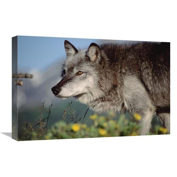 16 x 24 in. Timber Wolf Adult Portrait, North America Art Print - Tim Fitzharris