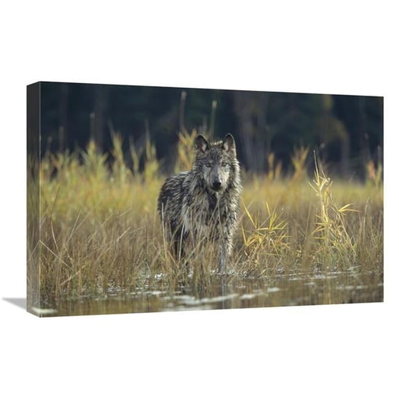 16 x 24 in. Timber Wolf Pauses While Walking Through Lake, Montana Art Print - Tim Fitzharris