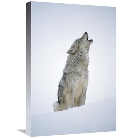 16 x 24 in. Timber Wolf Portrait, Howling in Snow, North America Art Print - Tim Fitzharris