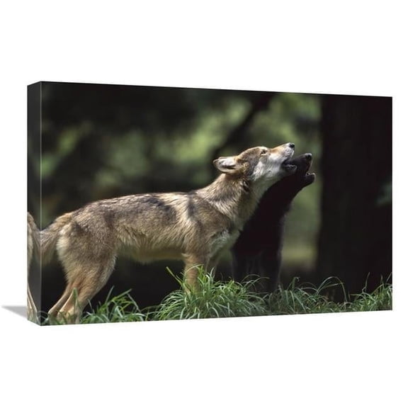 16 x 24 in. Timber Wolf Pups Howling, Oregon Zoo, Portland, Oregon Art Print - Gerry Ellis