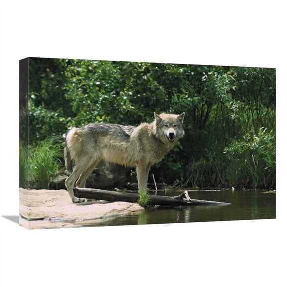 16 x 24 in. Timber Wolf on Riverbank, North America Art Print - Konrad Wothe