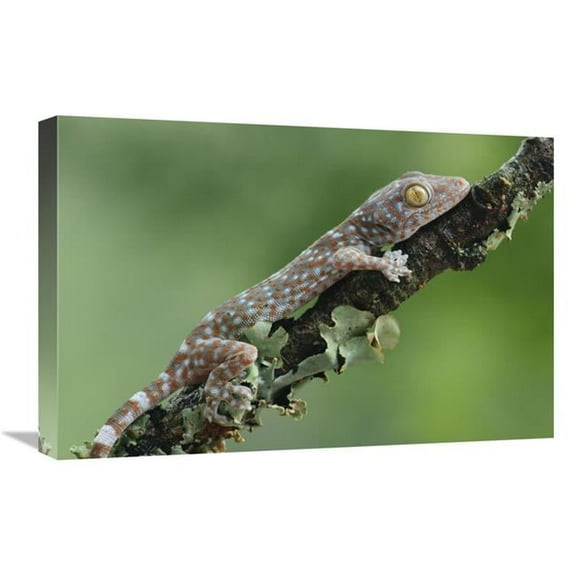 16 x 24 in. Tokay Gecko Juvenile, Uthai Thani, Thailand Art Print - Chien Lee
