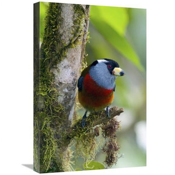 16 x 24 in. Toucan Barbet, Ecuador Art Print - Steve Gettle