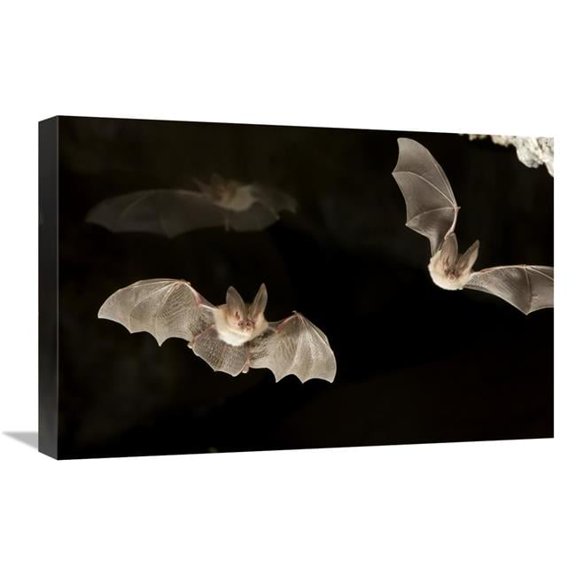 16 x 24 in. Townsends Big-Eared Bats, Derrick Cave Complex, Central Oregon Art Print - Michael Durham