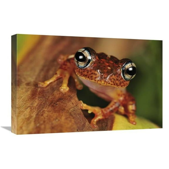 16 x 24 in. Tree Frog Portrait, Andasibe-Mantadia National Park, Madagascar Art Print - Thomas Marent