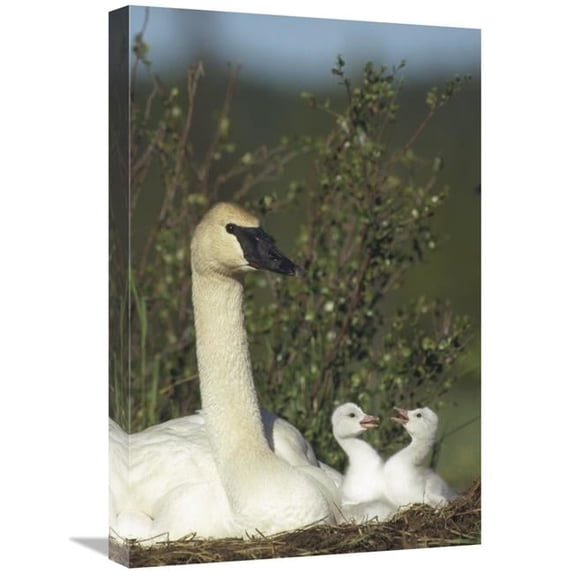 16 x 24 in. Trumpeter Swan Parent & Squabbling Day Old Cygnets, North America Art Print - Michael Quinton