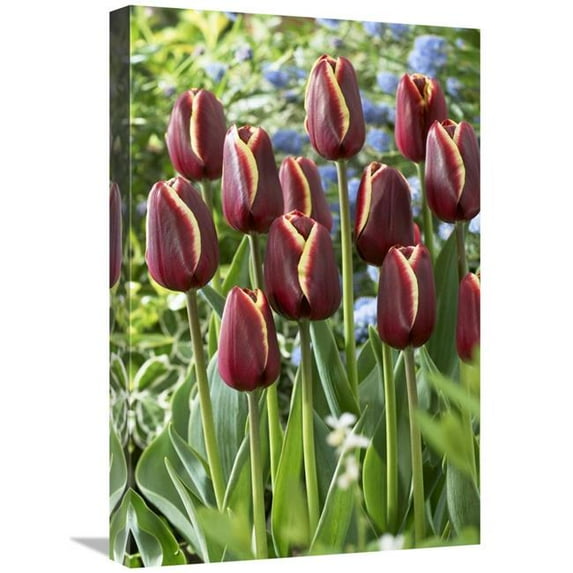 16 x 24 in. Tulip Key West Variety Flowers Art Print - Visionspictures