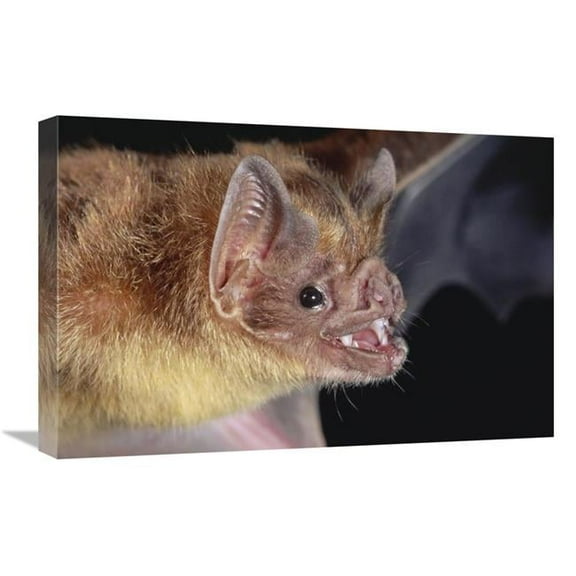16 x 24 in. Vampire Bat Portrait, Costa Rica Art Print - Michael & Patricia Fogden
