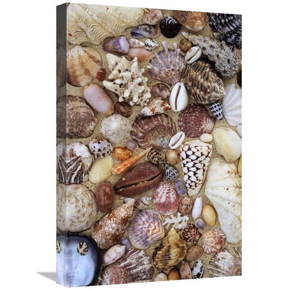 16 x 24 in. Various Conch, Cowry, Clam & Other Marine Shells Art Print - Rinie Van Meurs