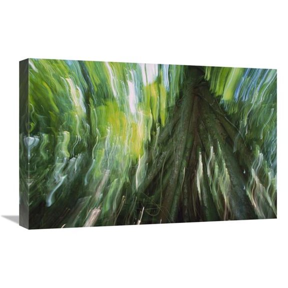 16 x 24 in. Walking Palm Showing Stilt Roots, with Abstract Rainforest Patterns, Barro Colorado Island, Panama Art Print - Christian Ziegler