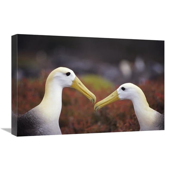 16 x 24 in. Waved Albatross Courtship Display, Galapagos Islands, Ecuador Art Print - Tui De Roy
