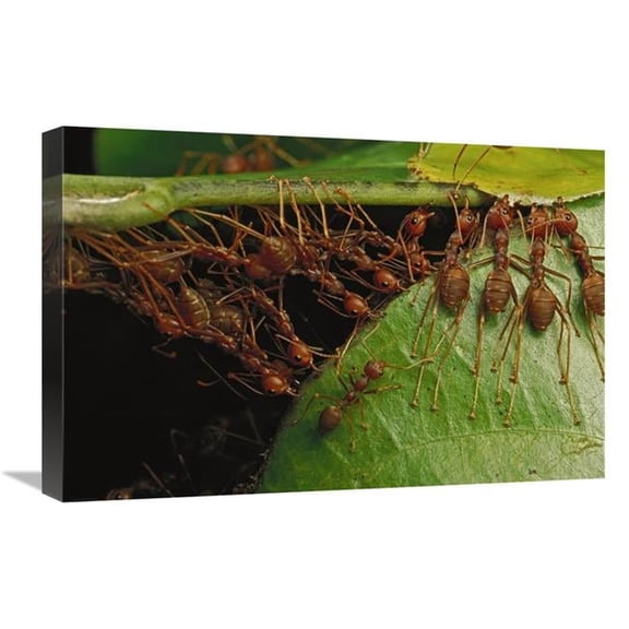 16 x 24 in. Weaver Ants Building Nest by Pulling on Leaves & Forming Chains, Africa Art Print - Mark Moffett