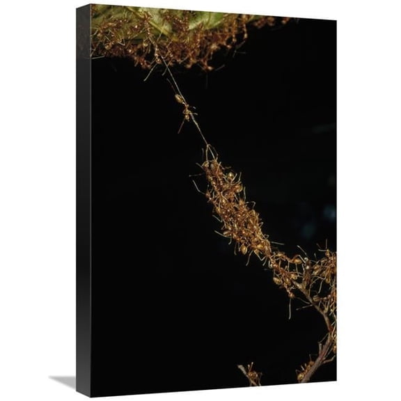 16 x 24 in. Weaver Ants Forming A Bridge, Papua New Guinea Art Print - Mark Moffett