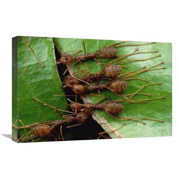 16 x 24 in. Weaver Ants Group Hold Adjacent Leaf & Stem with Mandibles & Toes, Malaysia Art Print - Mark Moffett