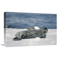 thumbnail image 1 of 16 x 24 in. Weddell Seal Pup, Half Moon Island, South Shetland Islands, Antarctica Art Print - Tui De Roy, 1 of 1