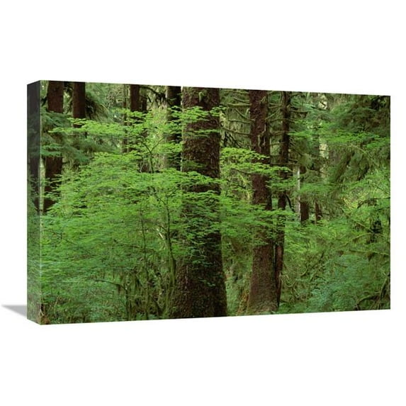 16 x 24 in. Western Hemlock in Old Growth Temperate Rainforest, North America Art Print - Gerry Ellis