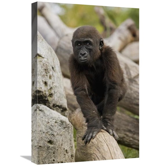 16 x 24 in. Western Lowland Gorilla Baby, Native to Africa Art Print - San Diego Zoo