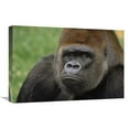 thumbnail image 1 of 16 x 24 in. Western Lowland Gorilla Silverback Male Portrait, Africa Art Print - Gerry Ellis, 1 of 1