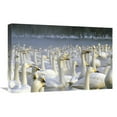 thumbnail image 1 of 16 x 24 in. Whooper Swan Wintering Flock, Lake Kussharo-Ko, Hokkaido, Japan Art Print - Konrad Wothe, 1 of 1