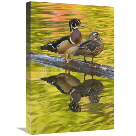 16 x 24 in. Wood Duck Pair, North Chagrin Reservation, Ohio Art Print - Steve Gettle