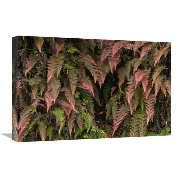 16 x 24 in. Young Ferns in Temperate Forest, Ecuador Art Print - Murray Cooper